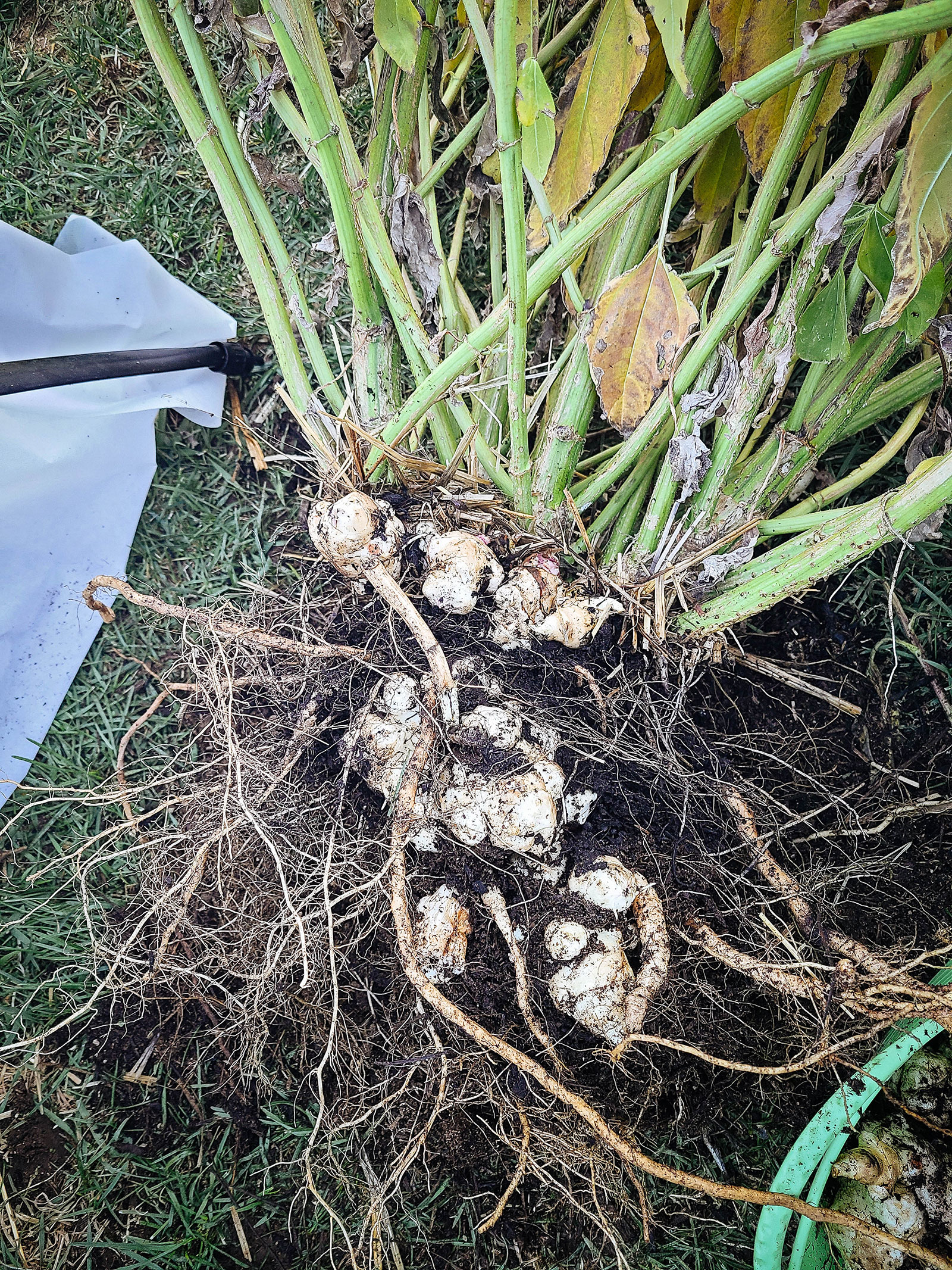 A newly harvested cluster of sunchoke tubers growing on short stolons
