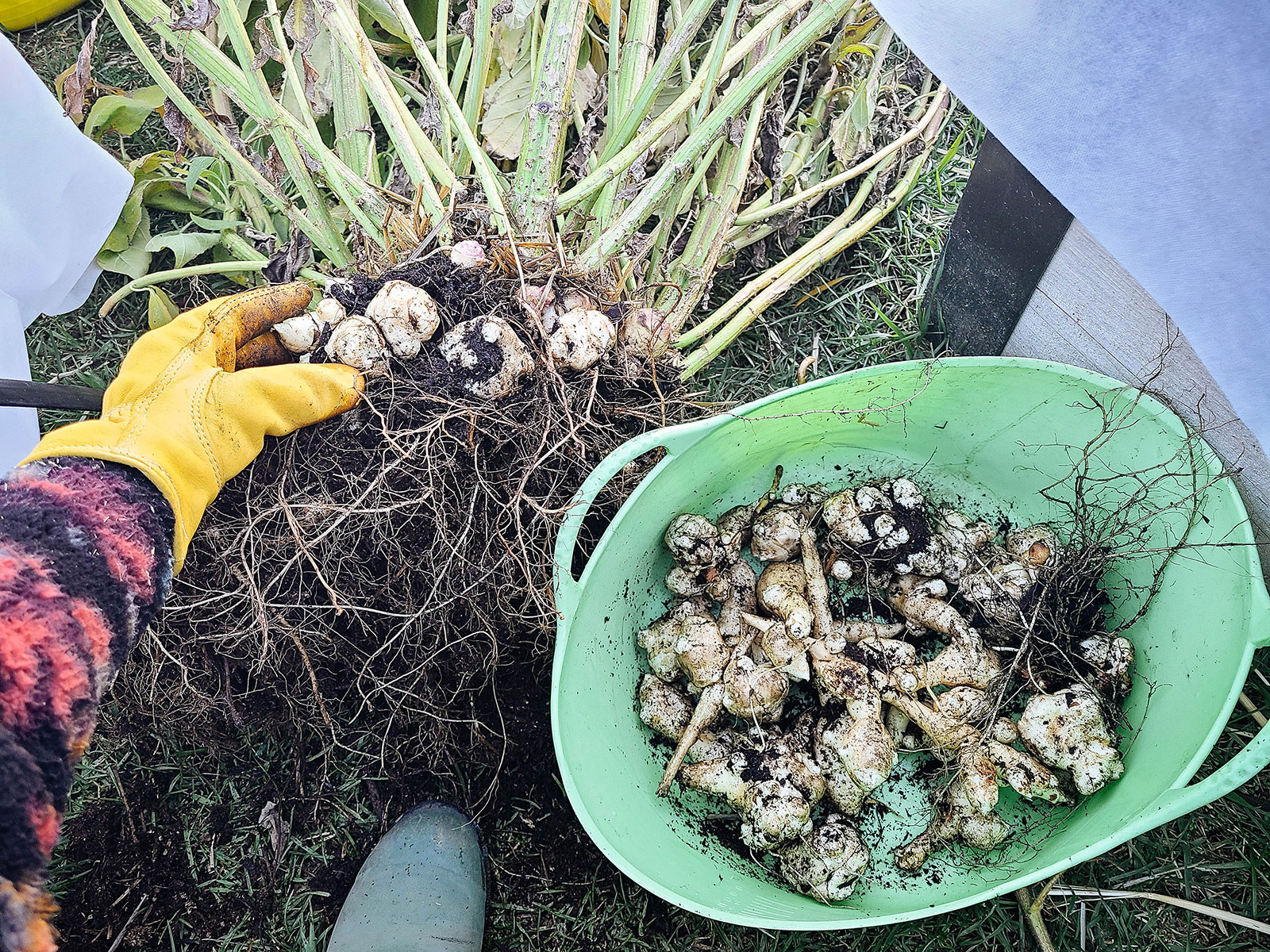 Hand in yellow glove picking fresh Jerusalem artichoke tubers off a plant and putting them in a green bucket