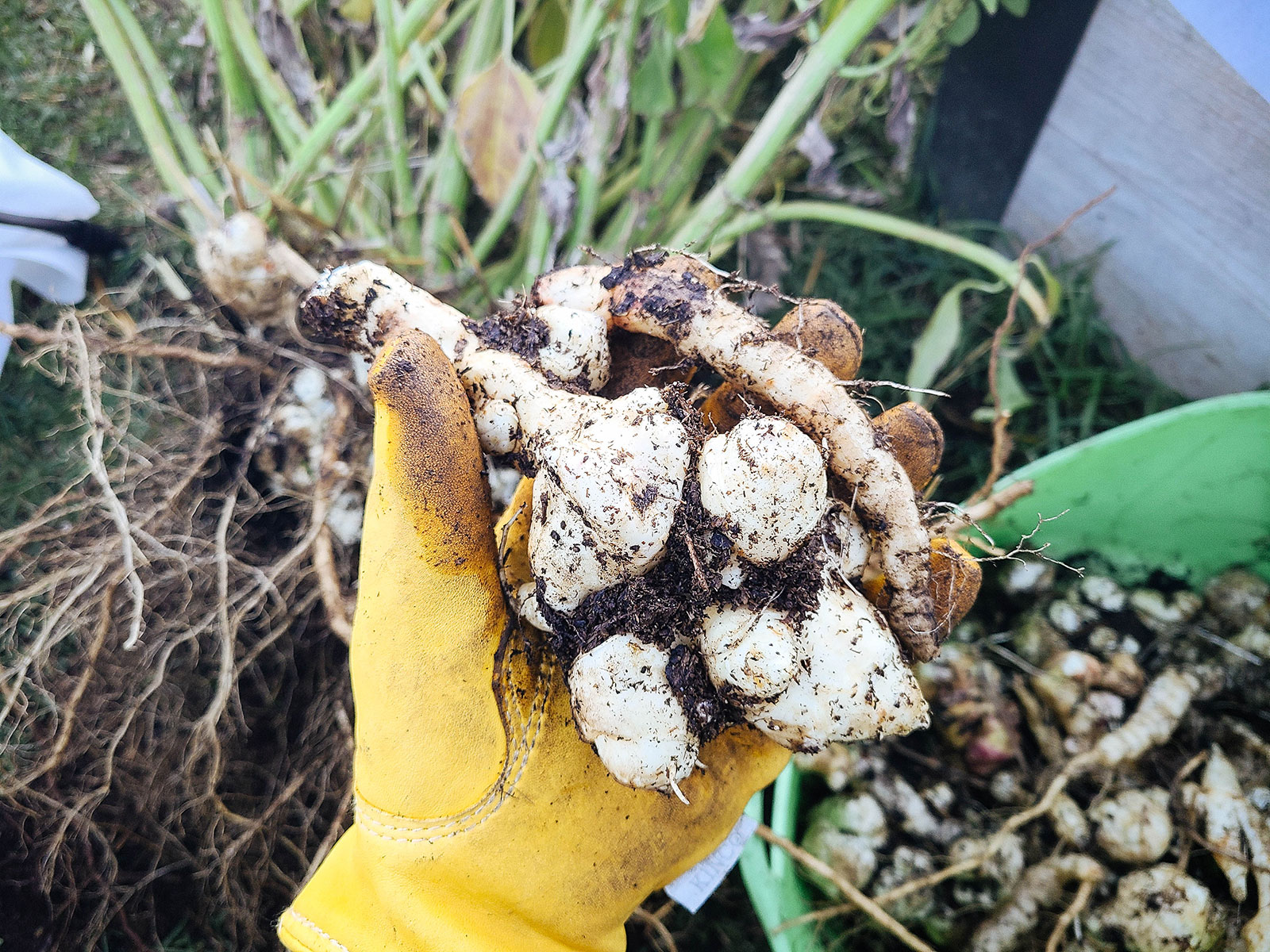 Hand in yellow glove holding a cluster of newly dug sunchoke tubers