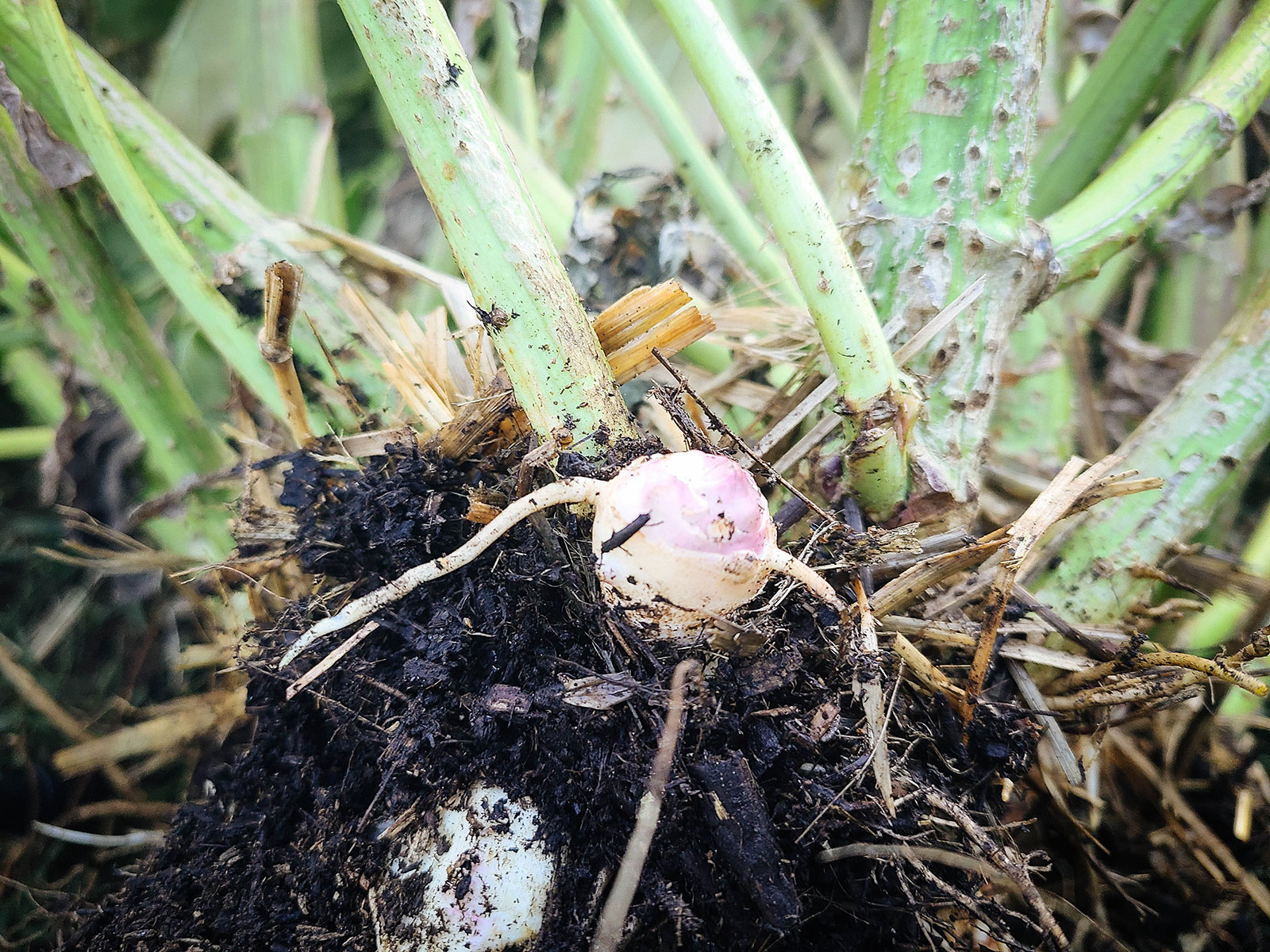 A smooth Jerusalem artichoke tuber with roots already forming