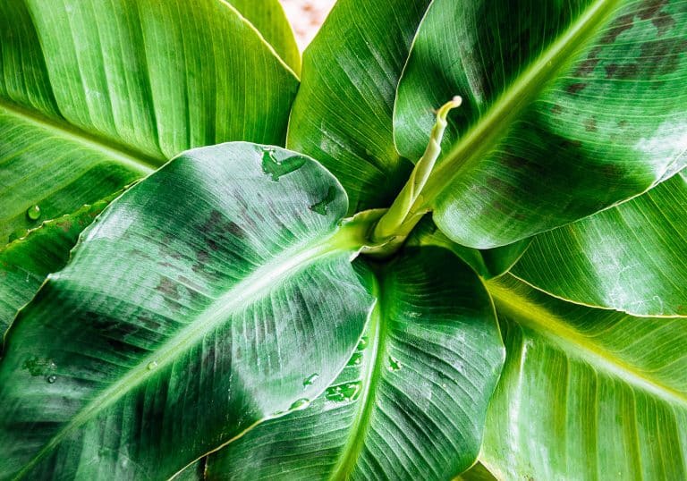 All the Jungle Feels: Grow Your Own Banana Plant (Indoors or Outdoors!)