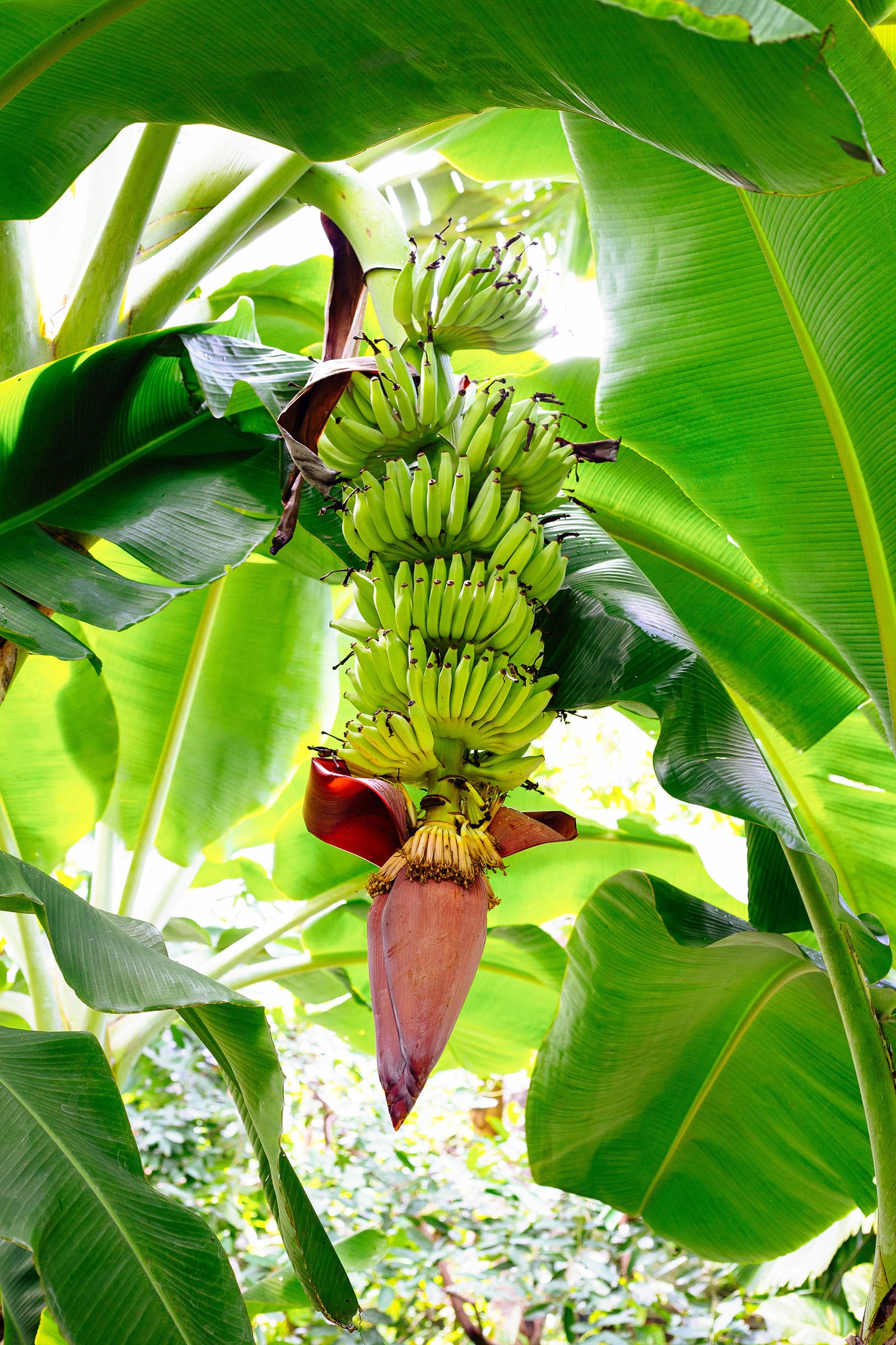 A large bunch of bananas on a stalk with a banana blossom on the end