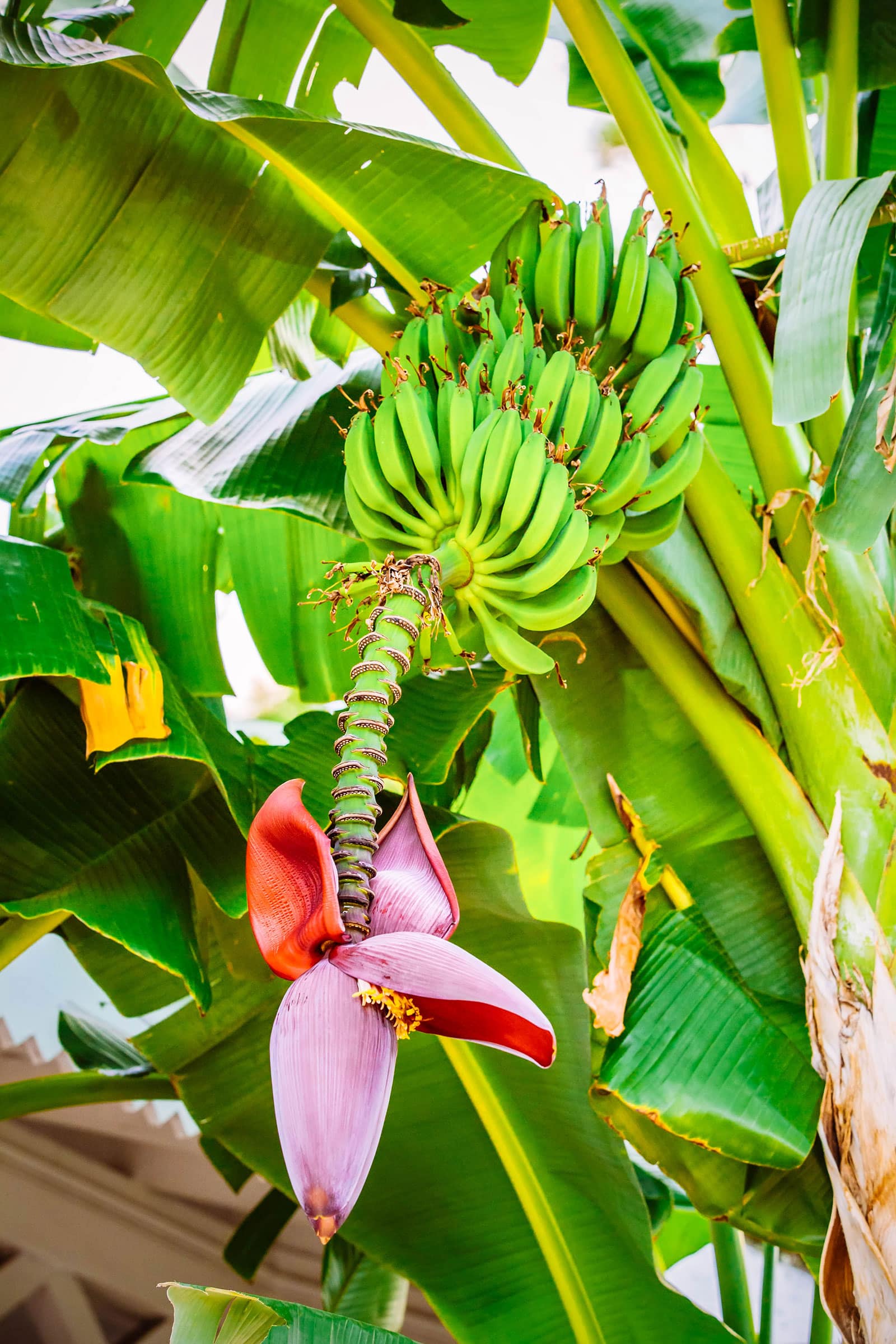 A bunch of unripe bananas growing on a banana plant with a banana flower on the end