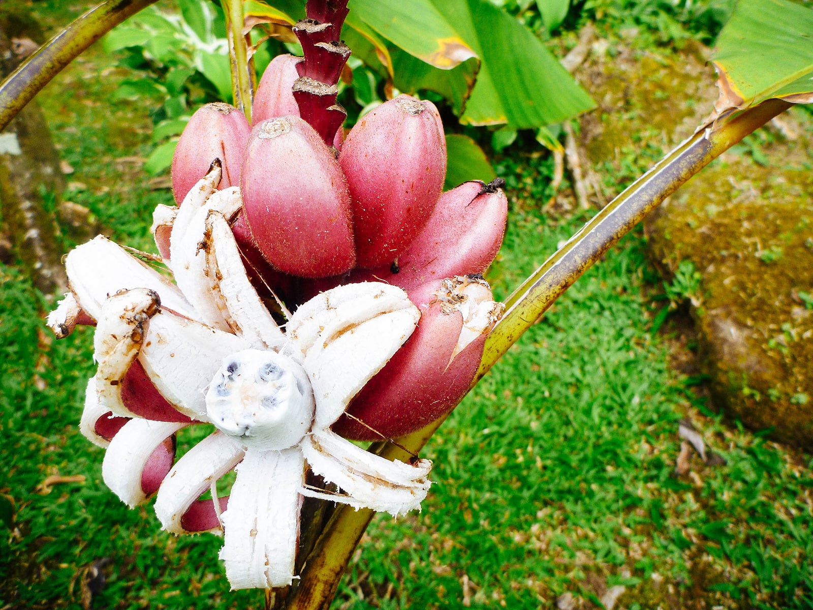 Pink Musa velutina bananas split open on a plant