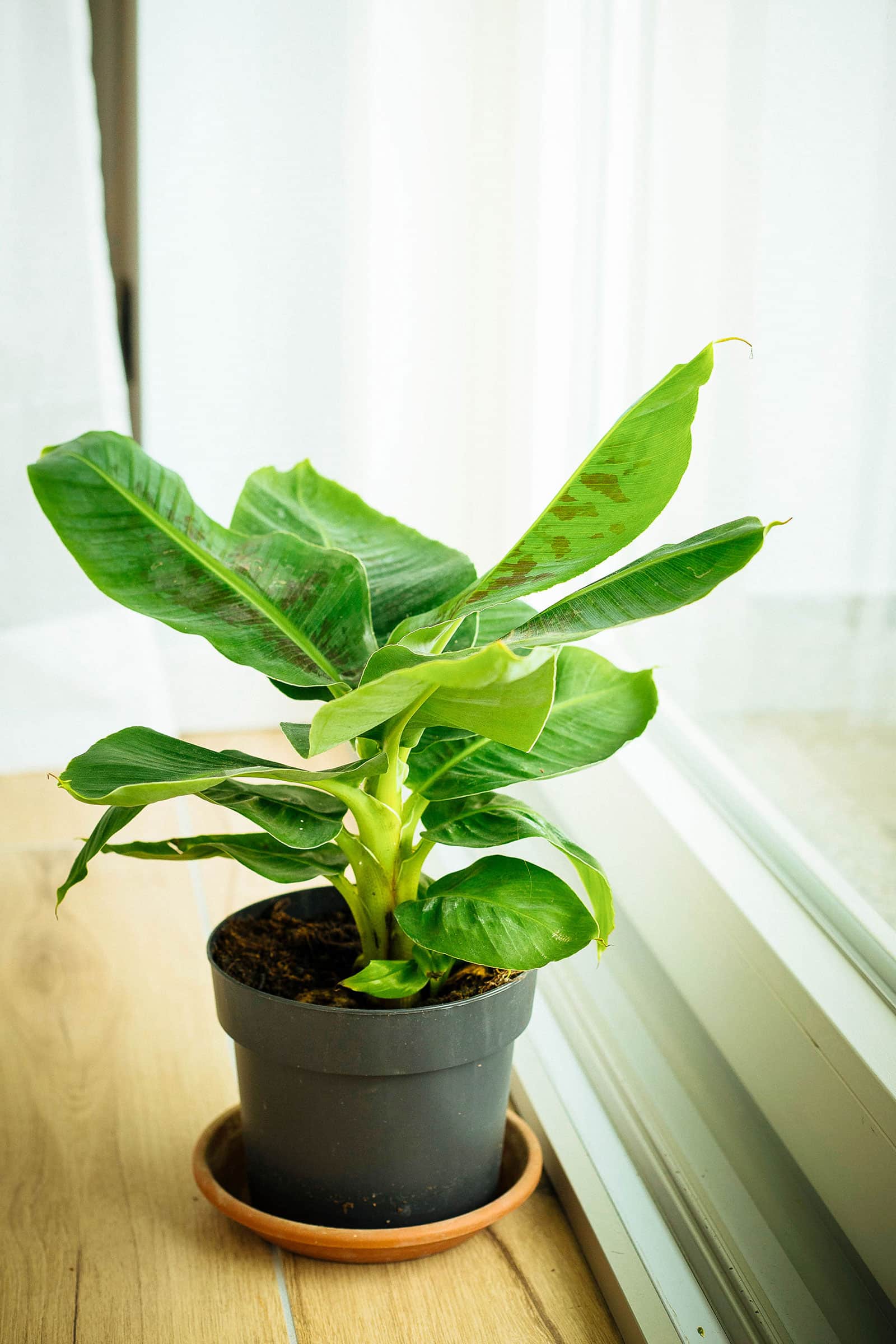 A small Dwarf Cavendish banana plant growing as a houseplant in a black plastic pot next to a window
