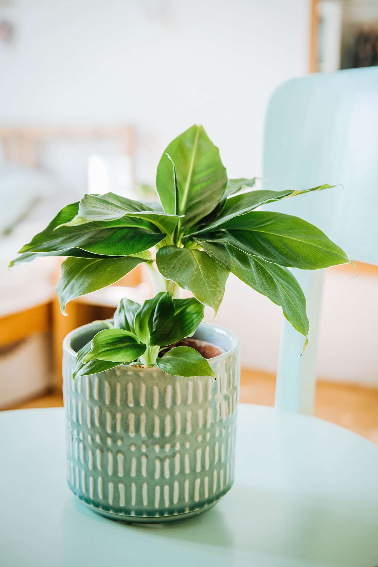 Small Dwarf Cavendish banana plant grown as a houseplant in a green ceramic pot