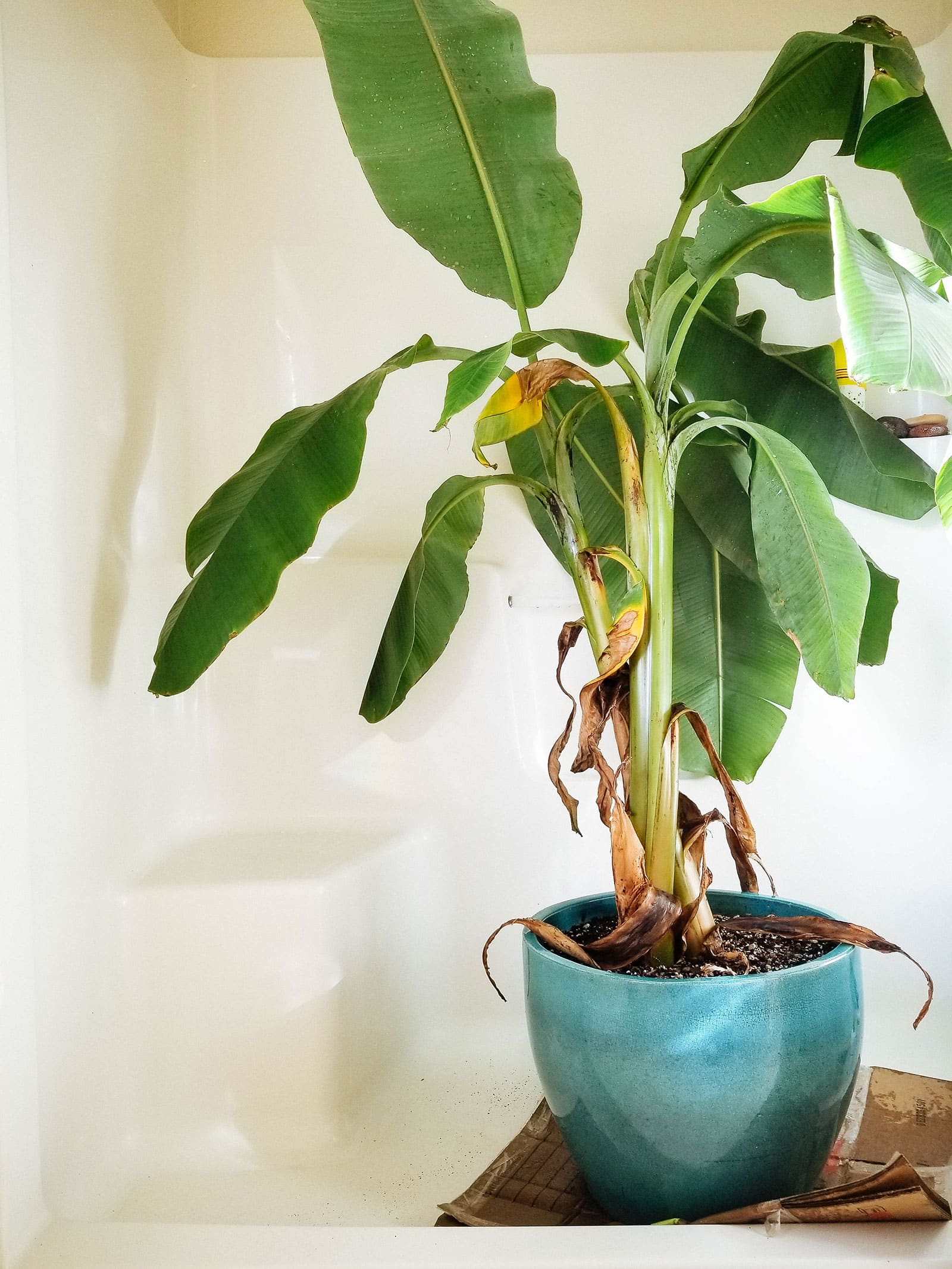 Large banana plant in a blue pot being watered in the shower