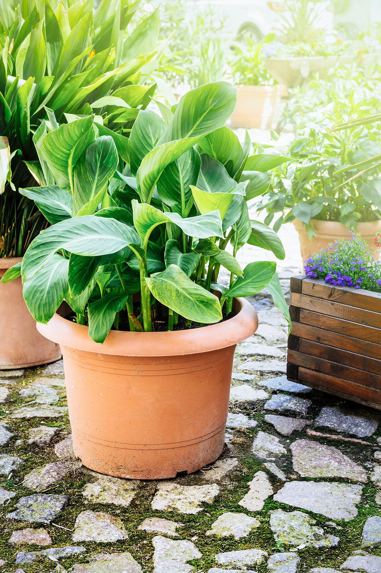 A small banana plant growing outdoors on a patio in a brown pot