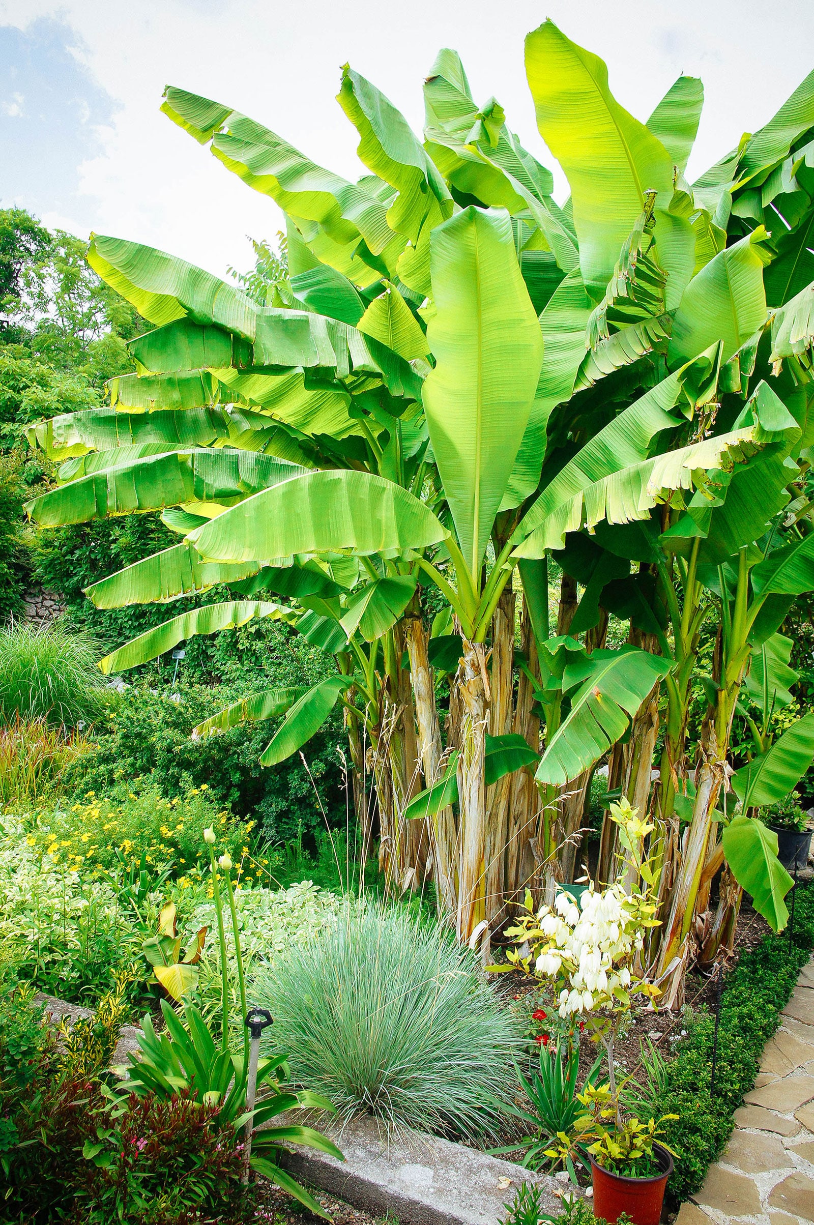 A grove of large banana plants growing in a home garden with other landscaping plants