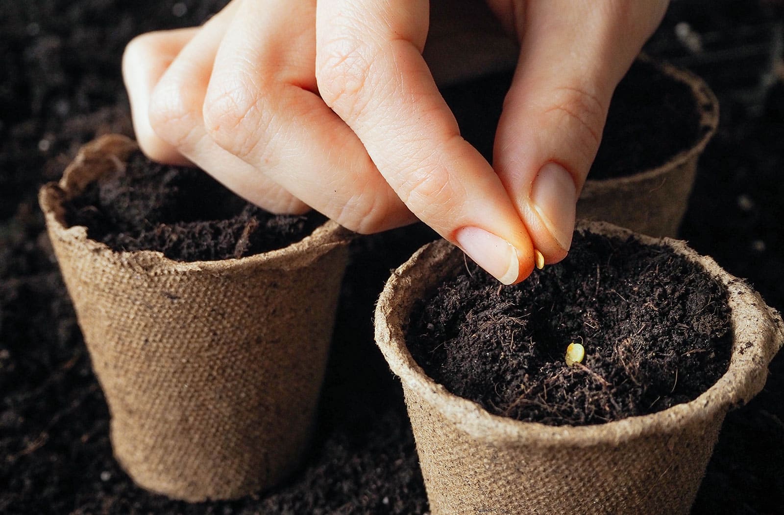Close-up of fingers sowing tomato seeds in paper pots