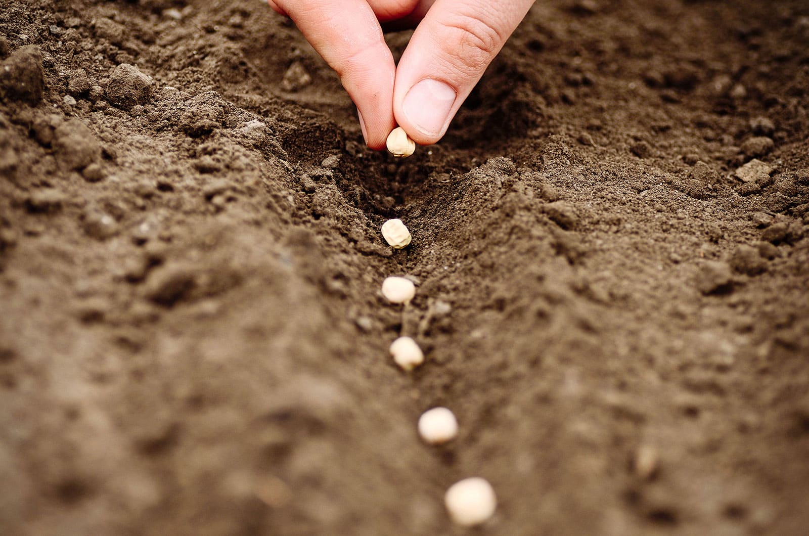 Close-up of fingers planting seeds in a narrow trench