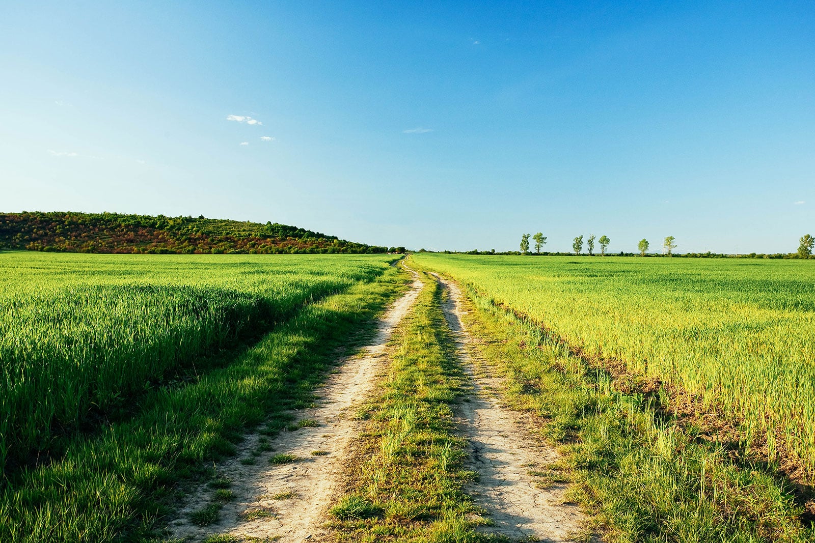 A single-lane country road through grass