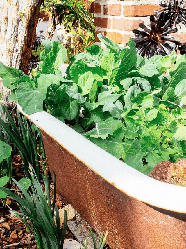 how-to-prep-a-new-garden-and-make-healthy-soil-with-zero-digging