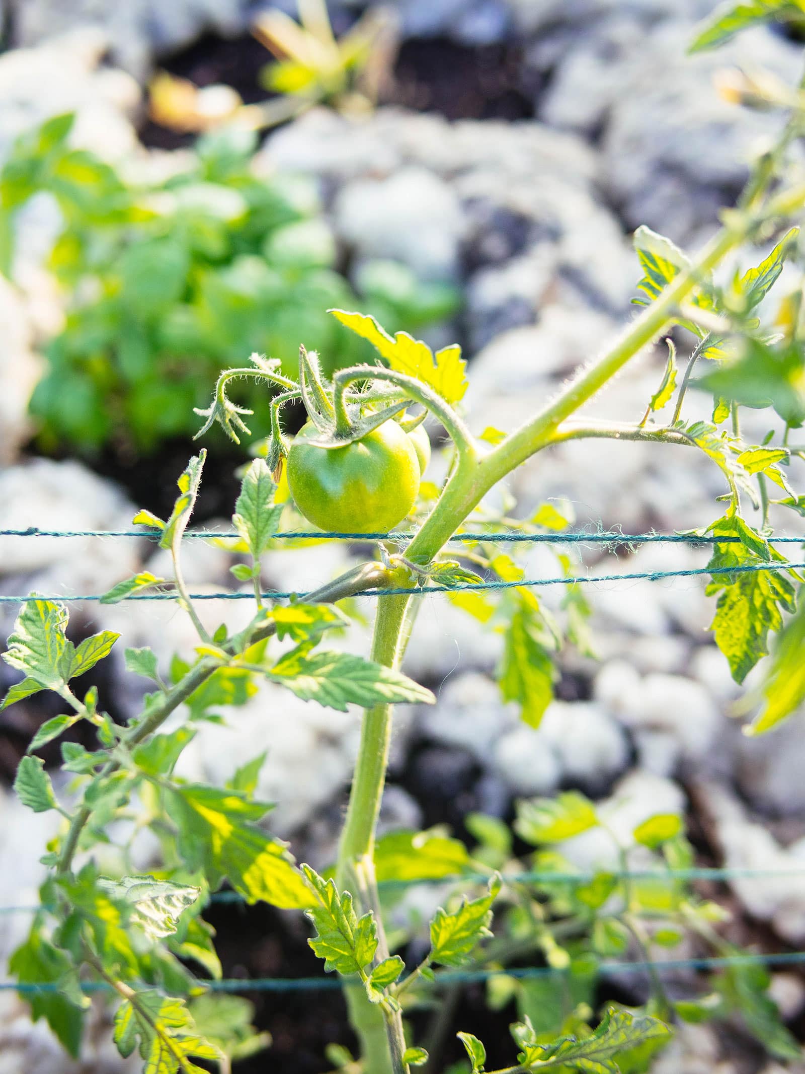 Tomato stem being trellised with green twine in a Florida weave