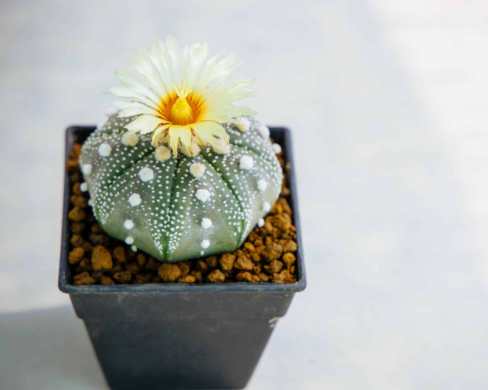 Astrophytum cactus with creamy white daisy-like flower