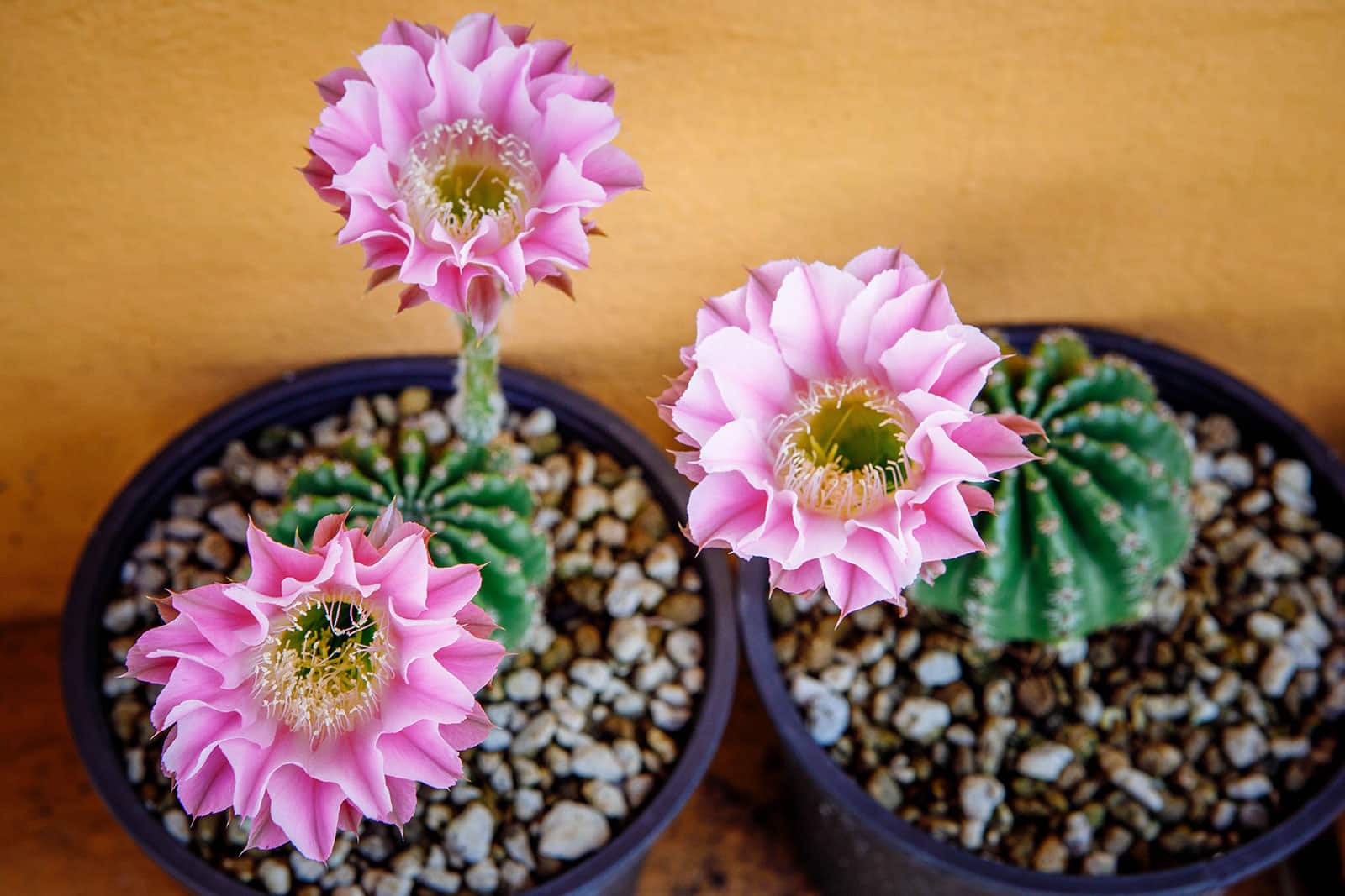 Echinopsis (hedgehog cactus) with pink flowers