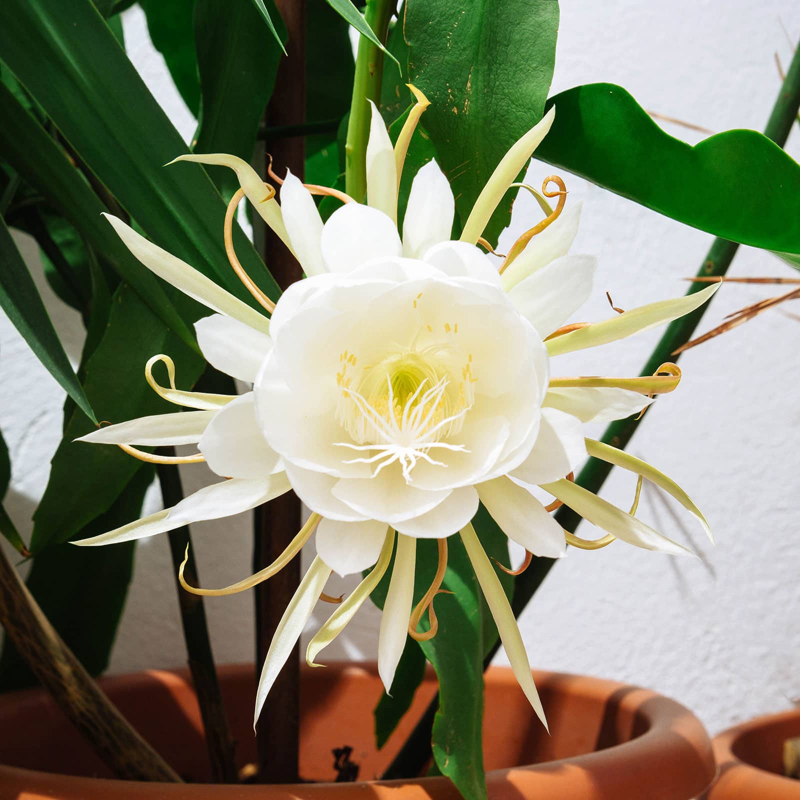 Epiphyllum oxypetalum (orchid cactus) with creamy white flower