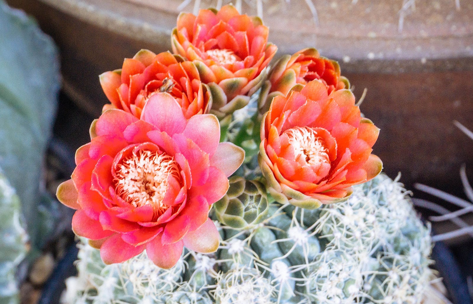 Gymnocalycium baldianum cactus with reddish-orange flowers