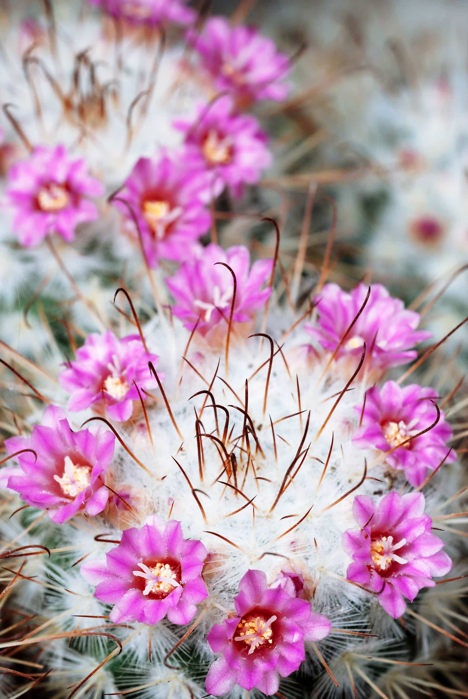 Mammillaria cactus with a crown of pink flowers