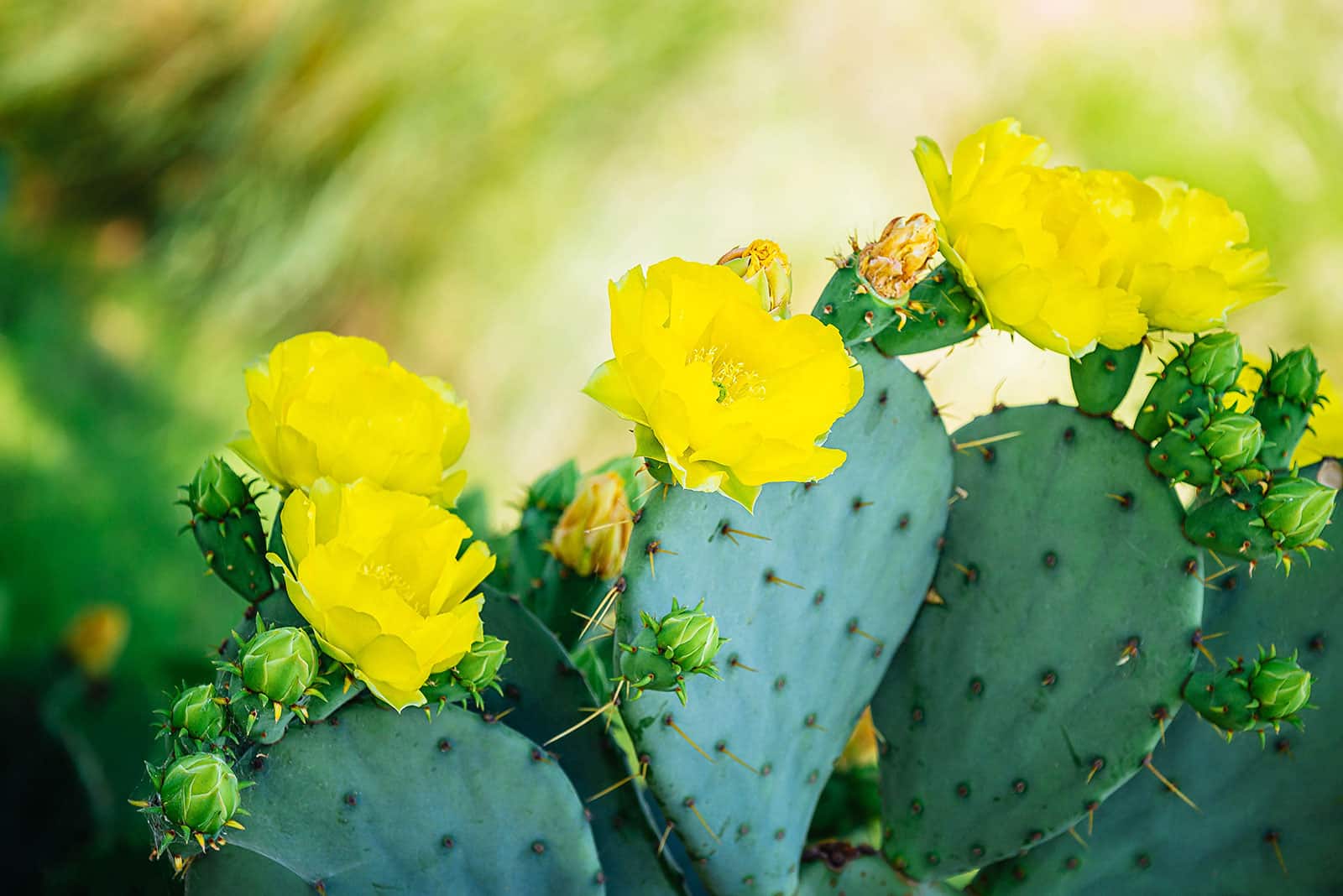 Opuntia cactus (prickly pear) with yellow flowers
