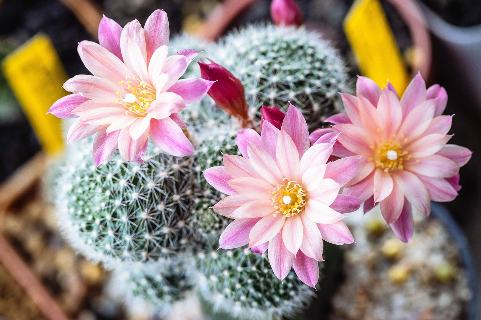 Rebutia carnival cactus with pink flowers