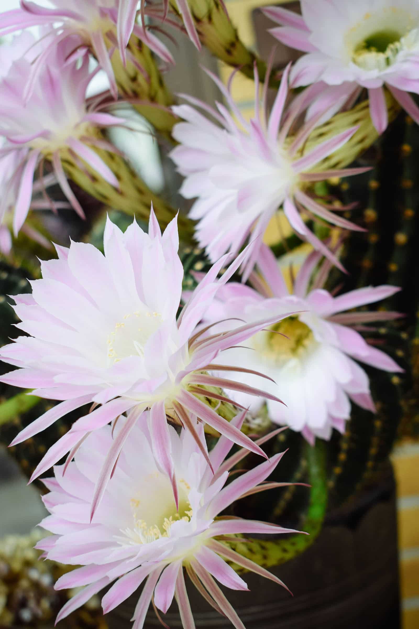 Selenicereus cactus (dragonfruit) with pink and white flowers