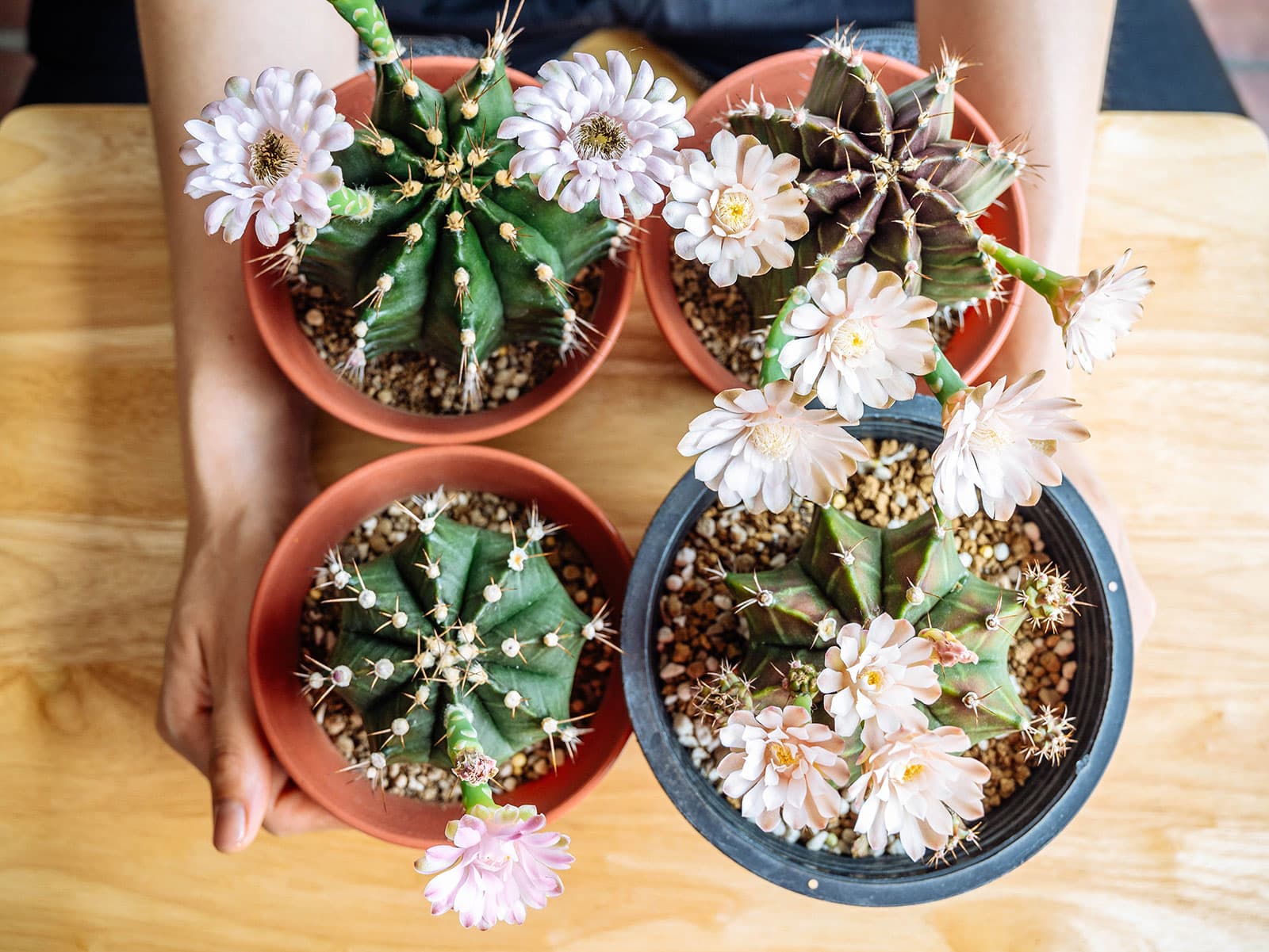 Cactus varieties with amazing flowers: blooming houseplants you'll love