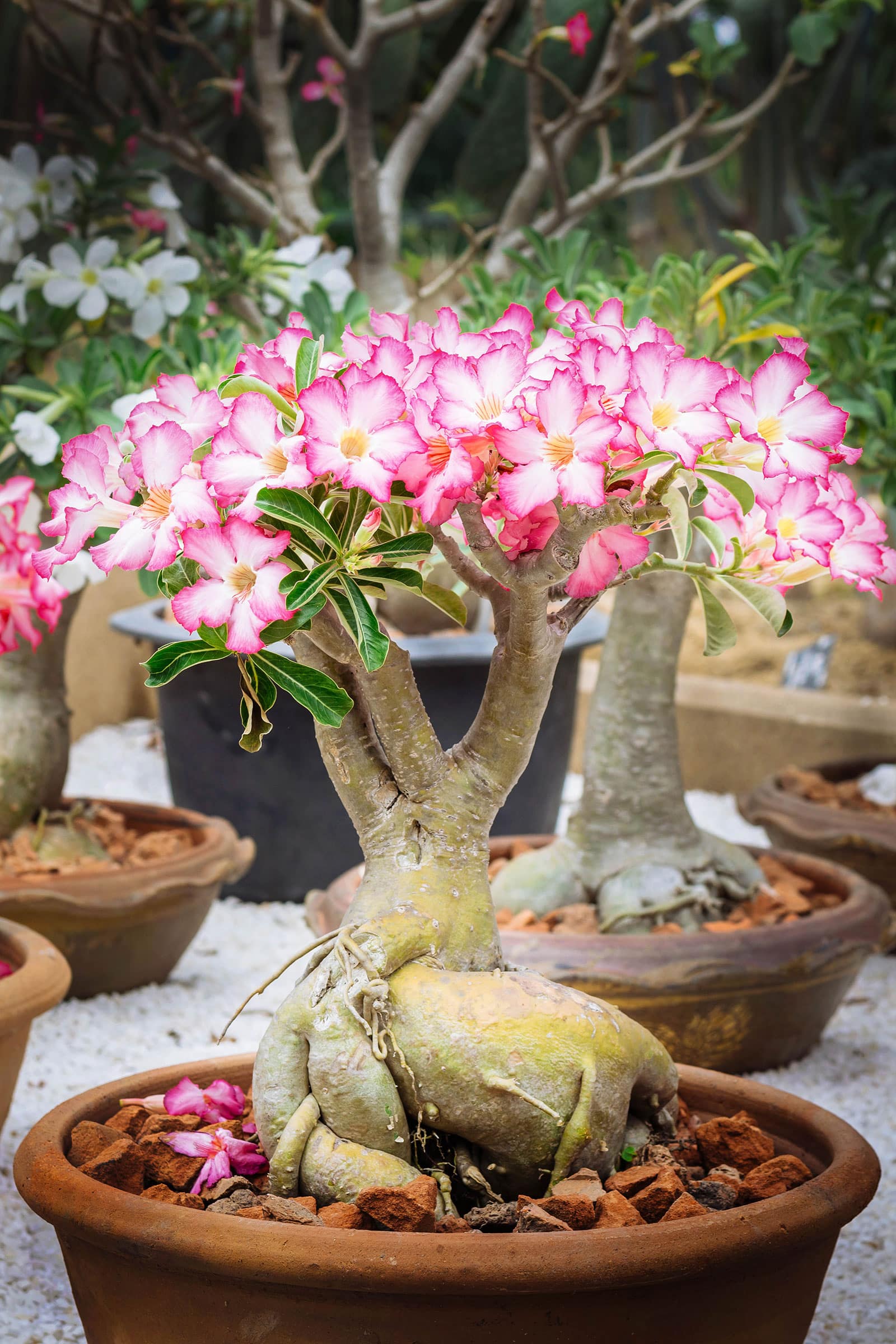 Adenium obesum (desert rose) bonsai with pink and white flowers