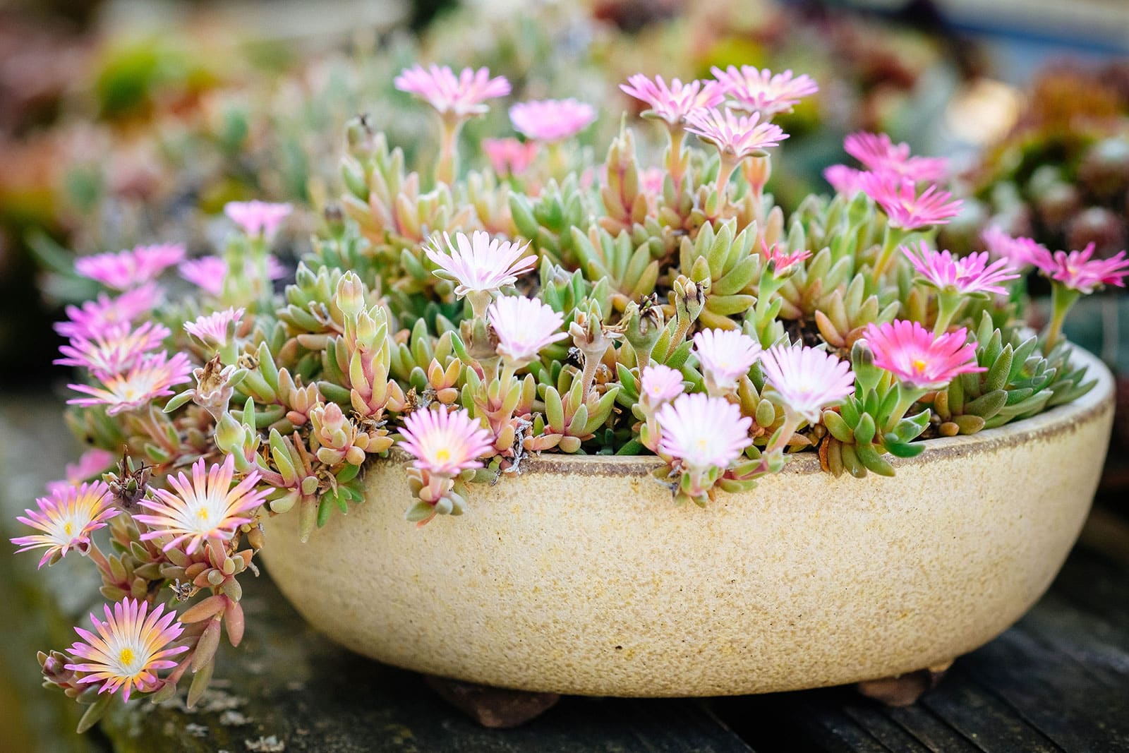 Delosperma (ice plant) blooming in a shallow pot with pink flowers