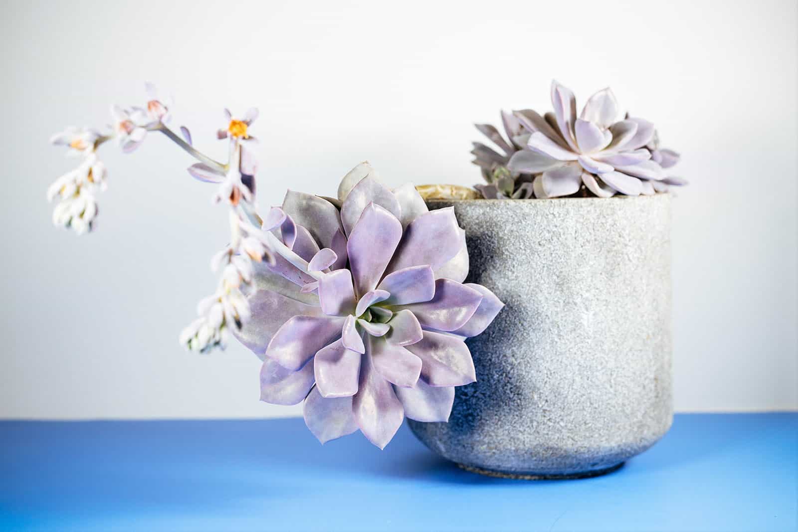 Lavender Echeveria succulent with a spike of white and lavender flowers in a concrete planter