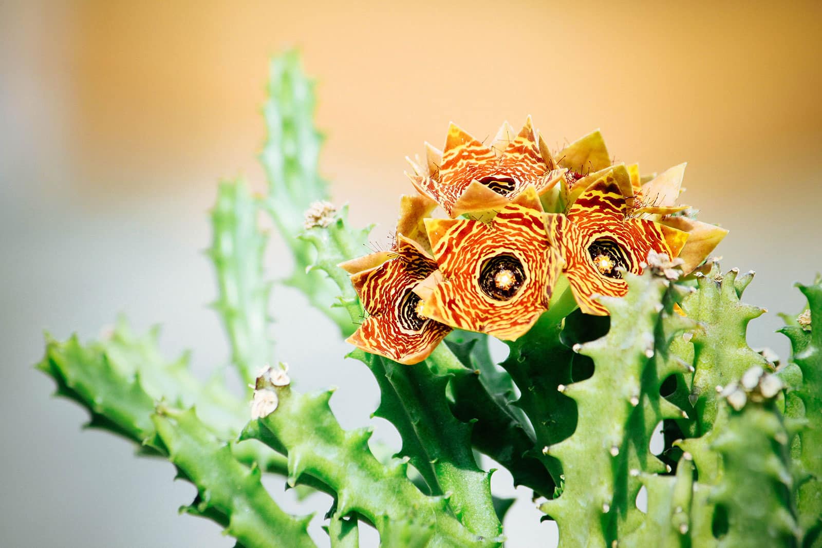 Huernia succulent with star-shaped maroon and yellow flowers