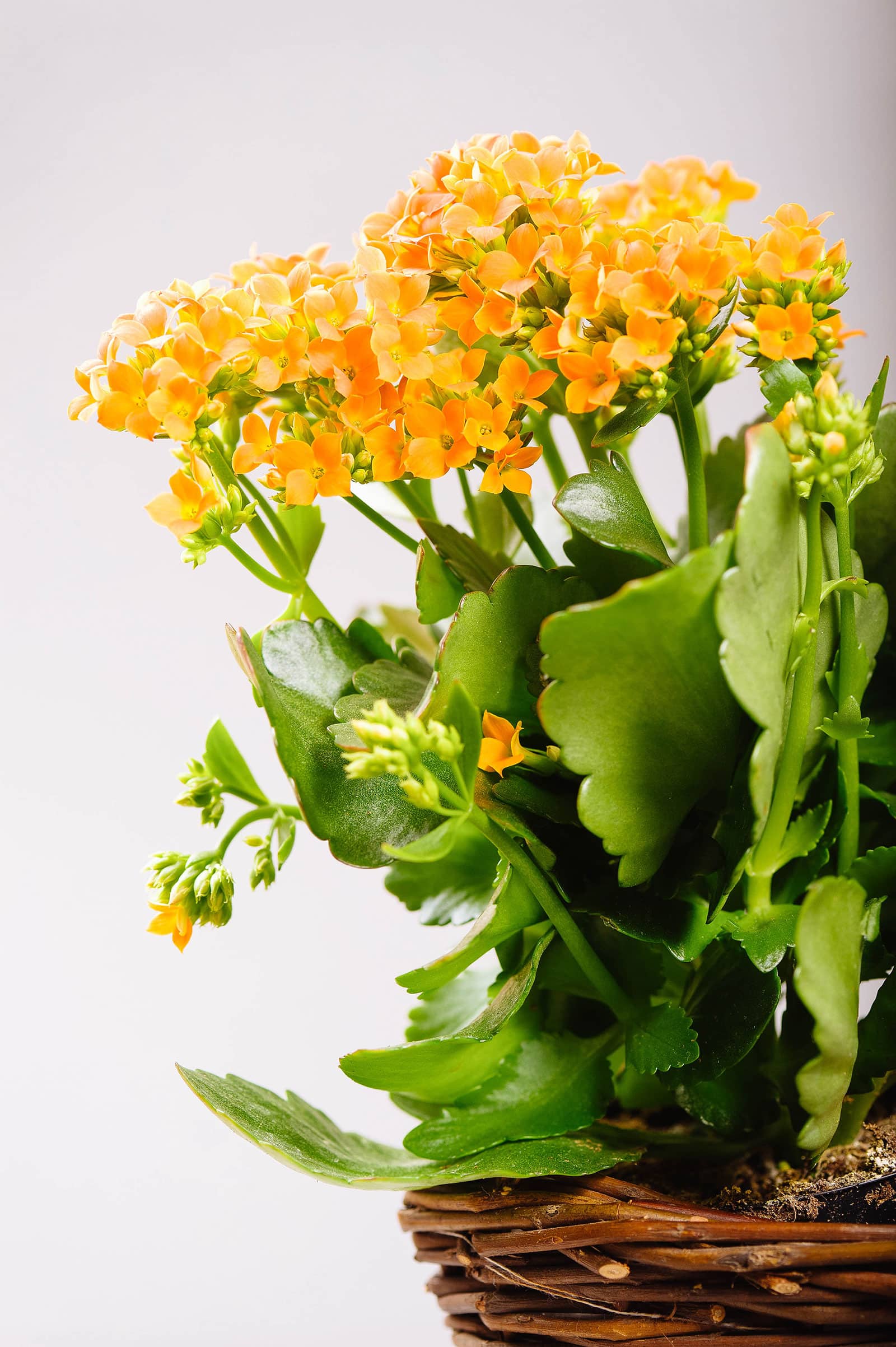 Kalanchoe blossfeldiana in a wicker basket container blooming with yellow flowers