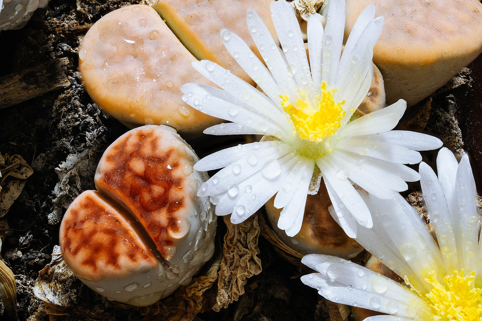 Lithops (living stones) with white daisy-like flowers