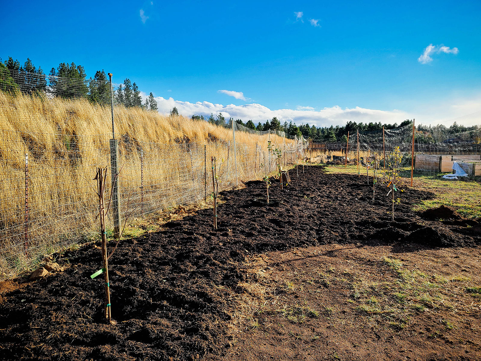 Thick layer of compost spread out over a young orchard in fall