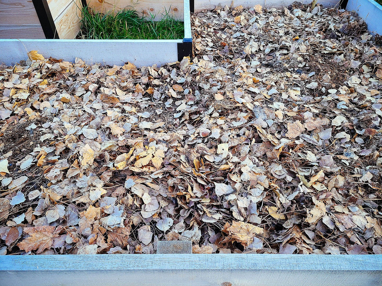 Fallen leaves used as mulch in a raised bed