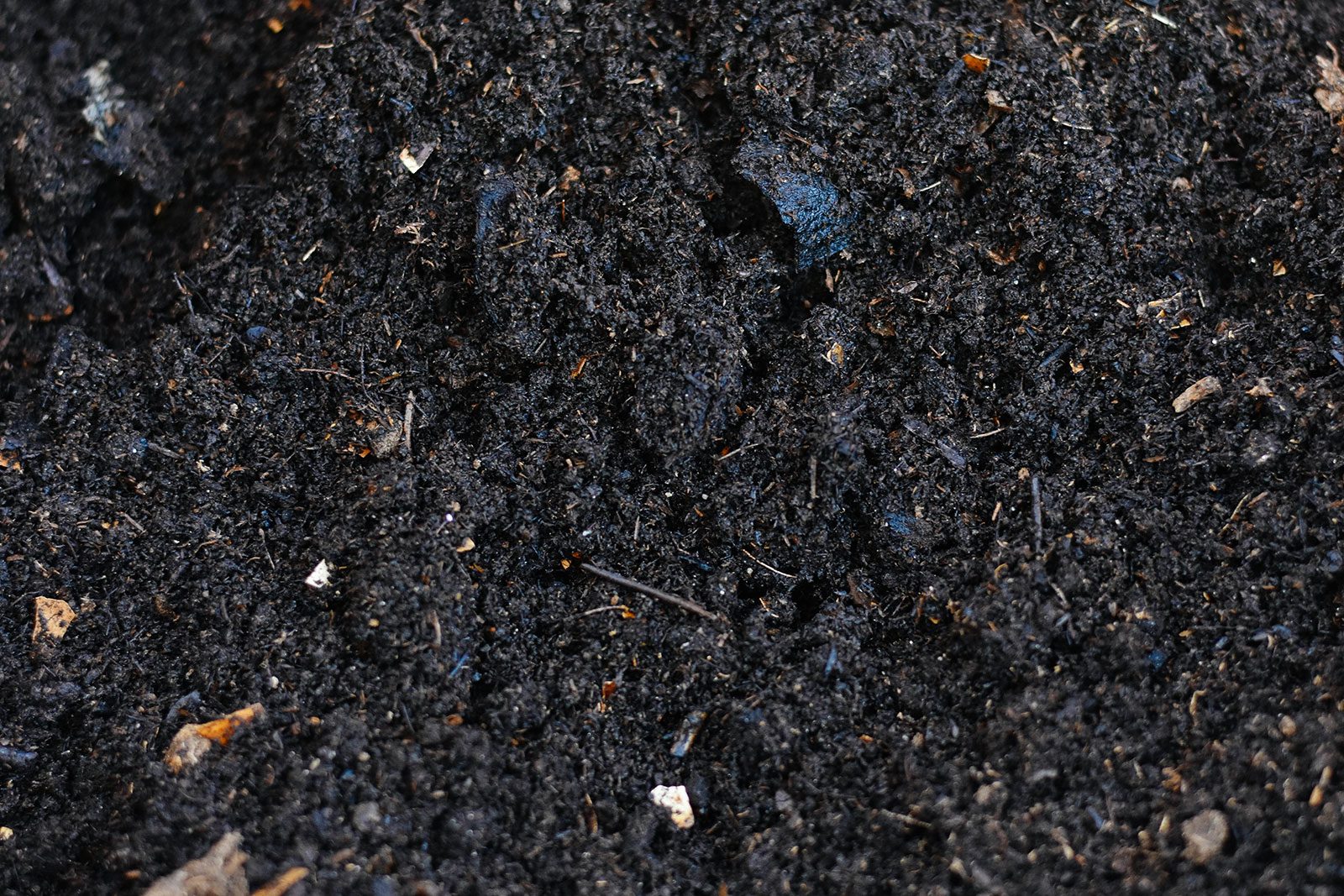 Close-up of mushroom compost