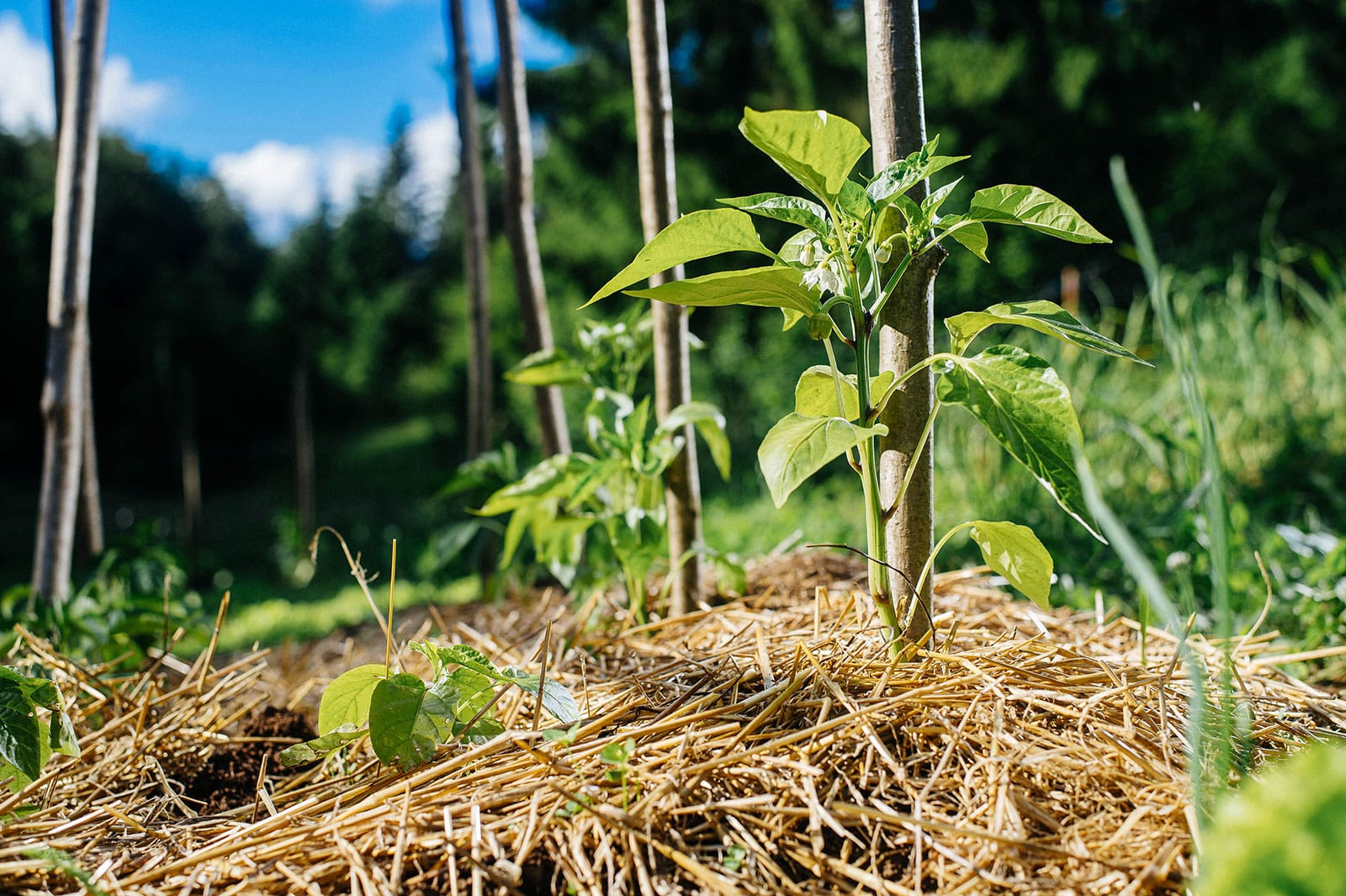 Pepper plants with straw mulch in a garden bed