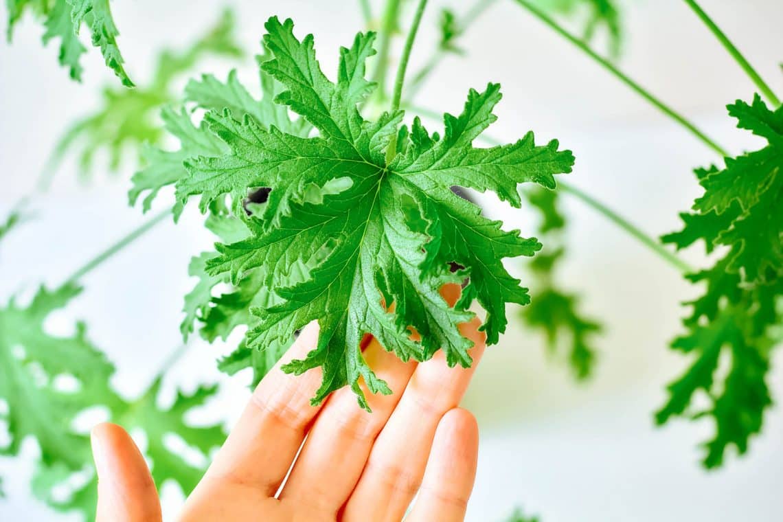 Growing Citronella, the SoCalled Mosquito Plant (Does It Really Repel