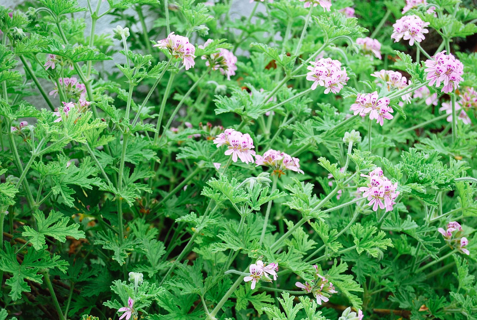 Pelargonium 'Citrosum' (citronella plant) with several clusters of pink flowers being grown outside