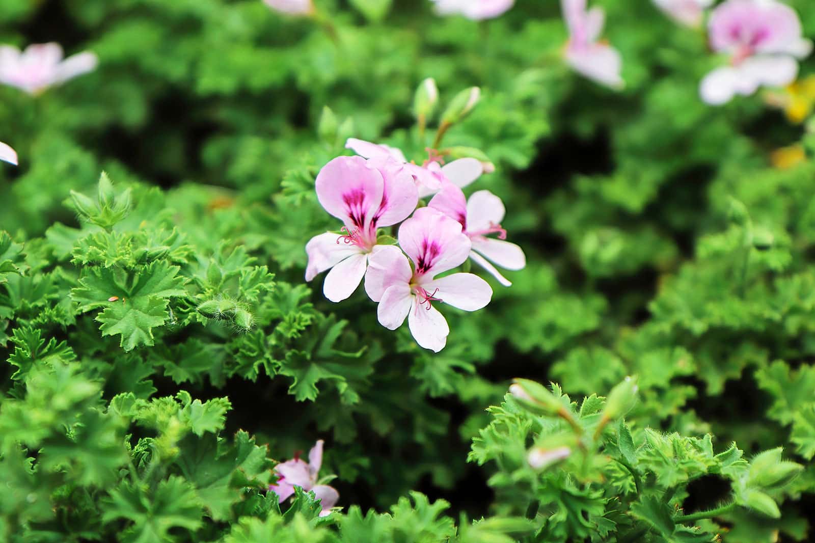 Citronella plant with small pink flowers
