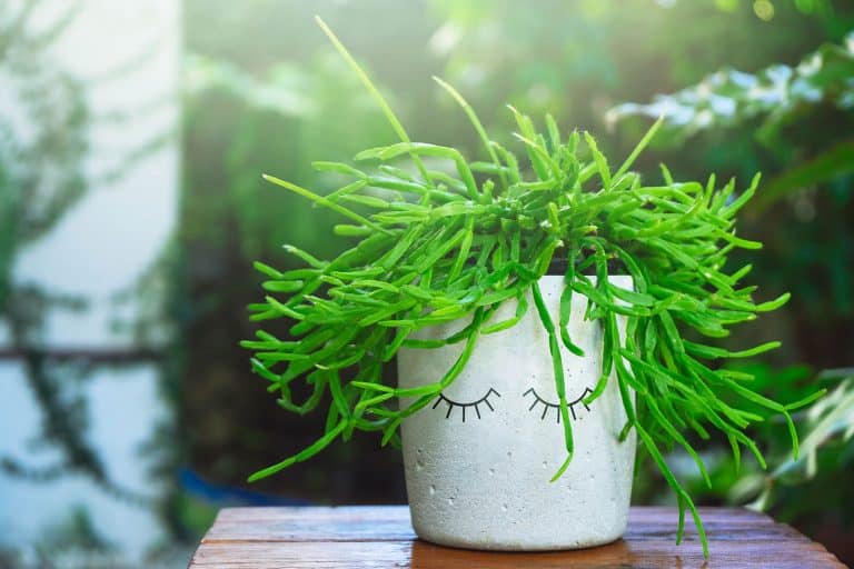 A Stress-Free Guide to Rhipsalis Plant Care