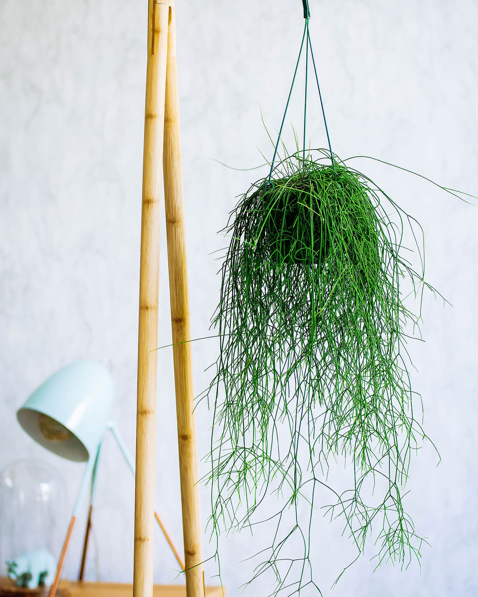 Rhipsalis (mistletoe cactus) cascading down from a hanging planter