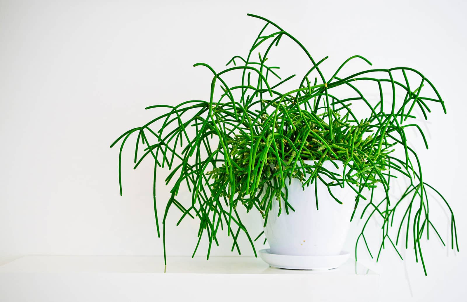 Rhipsalis plant (coral cactus) in a white pot against a white backdrop