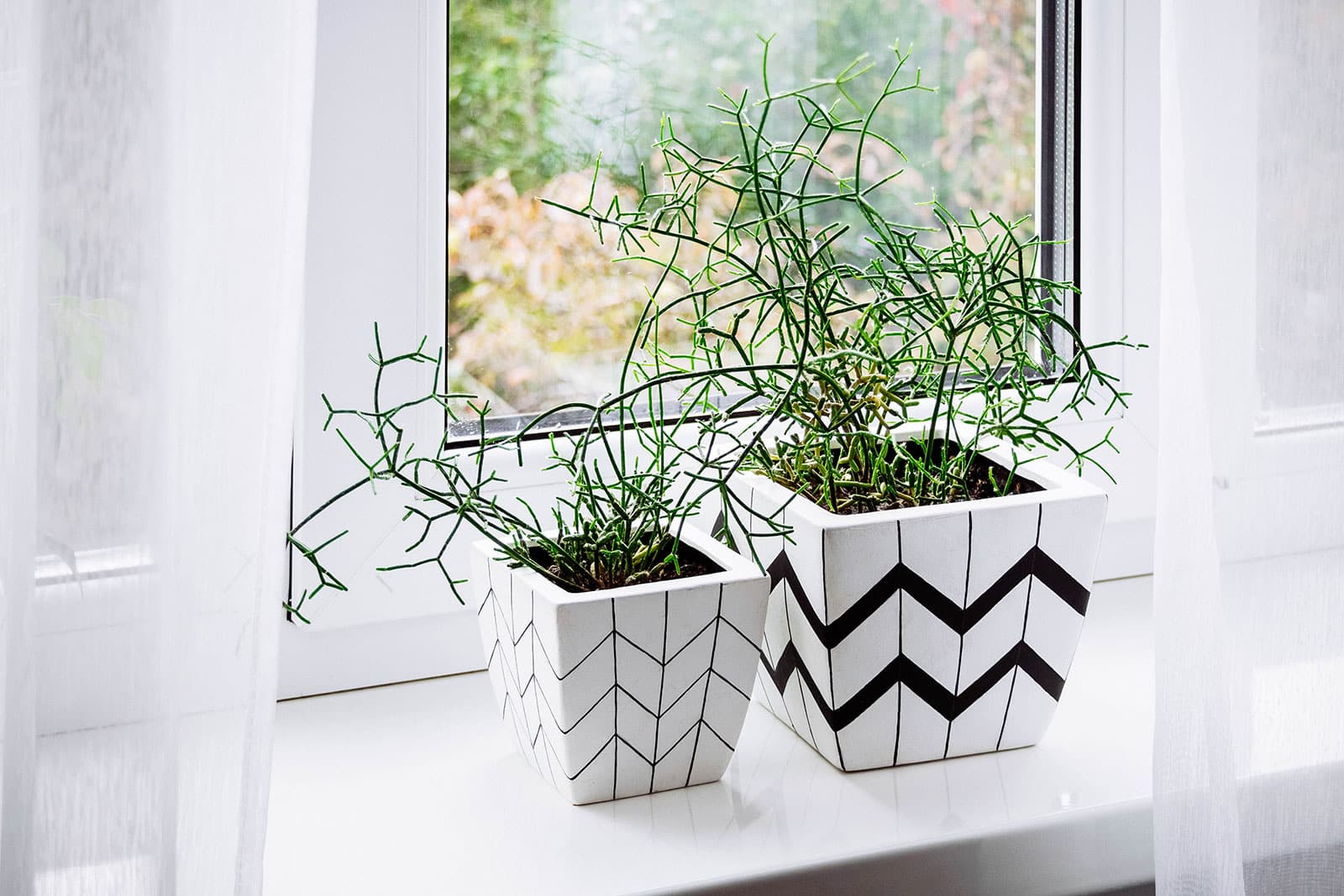 Two small Rhipsalis plants in graphic black-and-white pots sitting on a sunny window sill