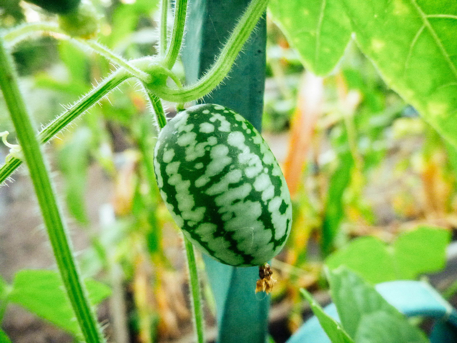 Close of Melothria scabra fruit (Mexican sour gherkin)