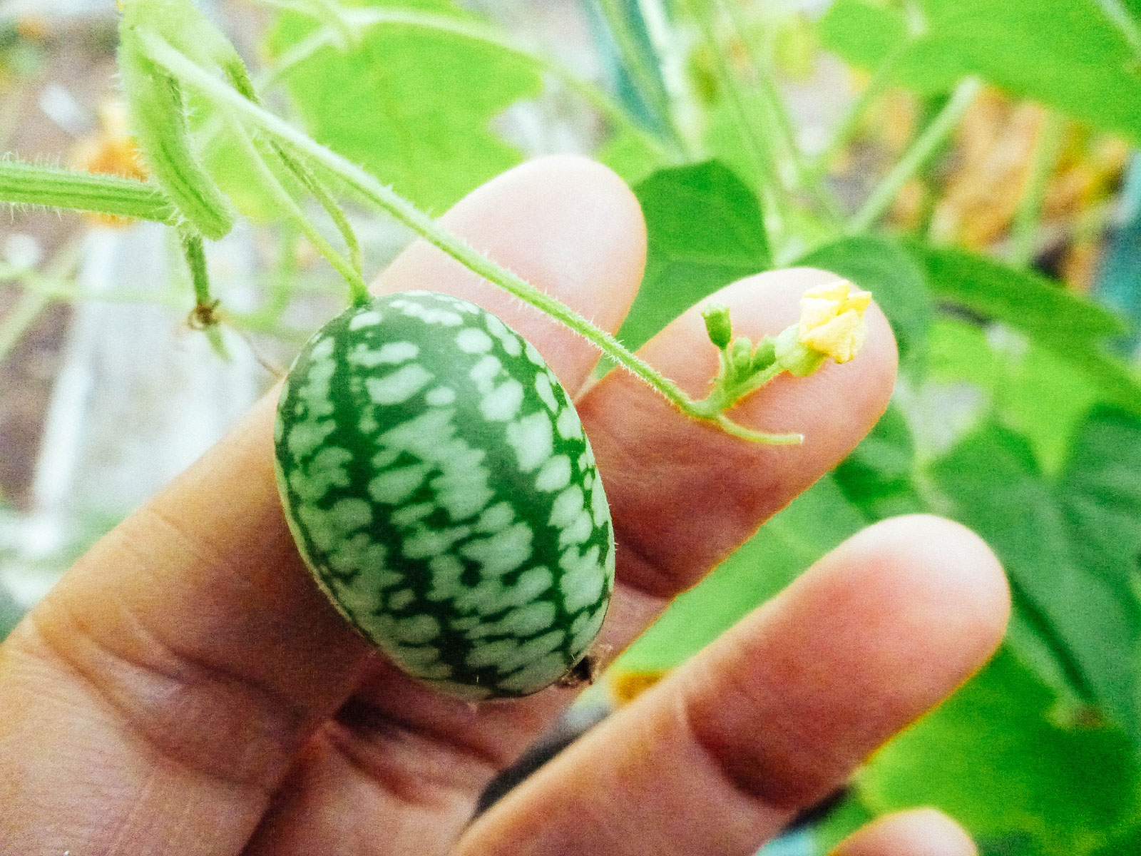 Hand placed behind a small Mexican sour gherkin (cucamelon) fruit on a vine