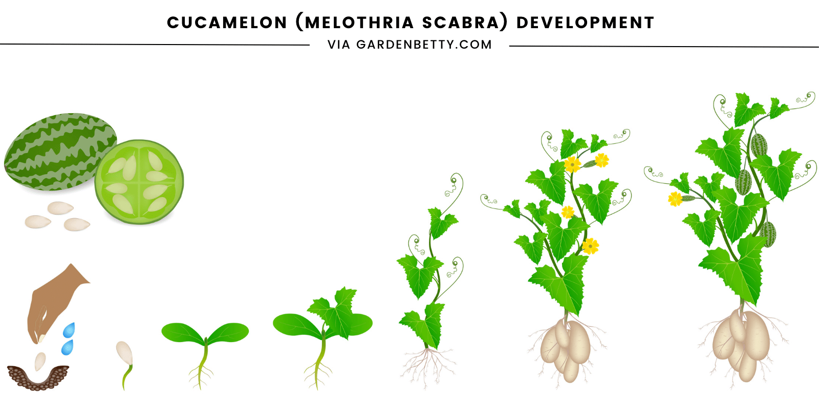 Illustration of the life cycle of a cucamelon (Mexican sour gherkin) from seed to maturity