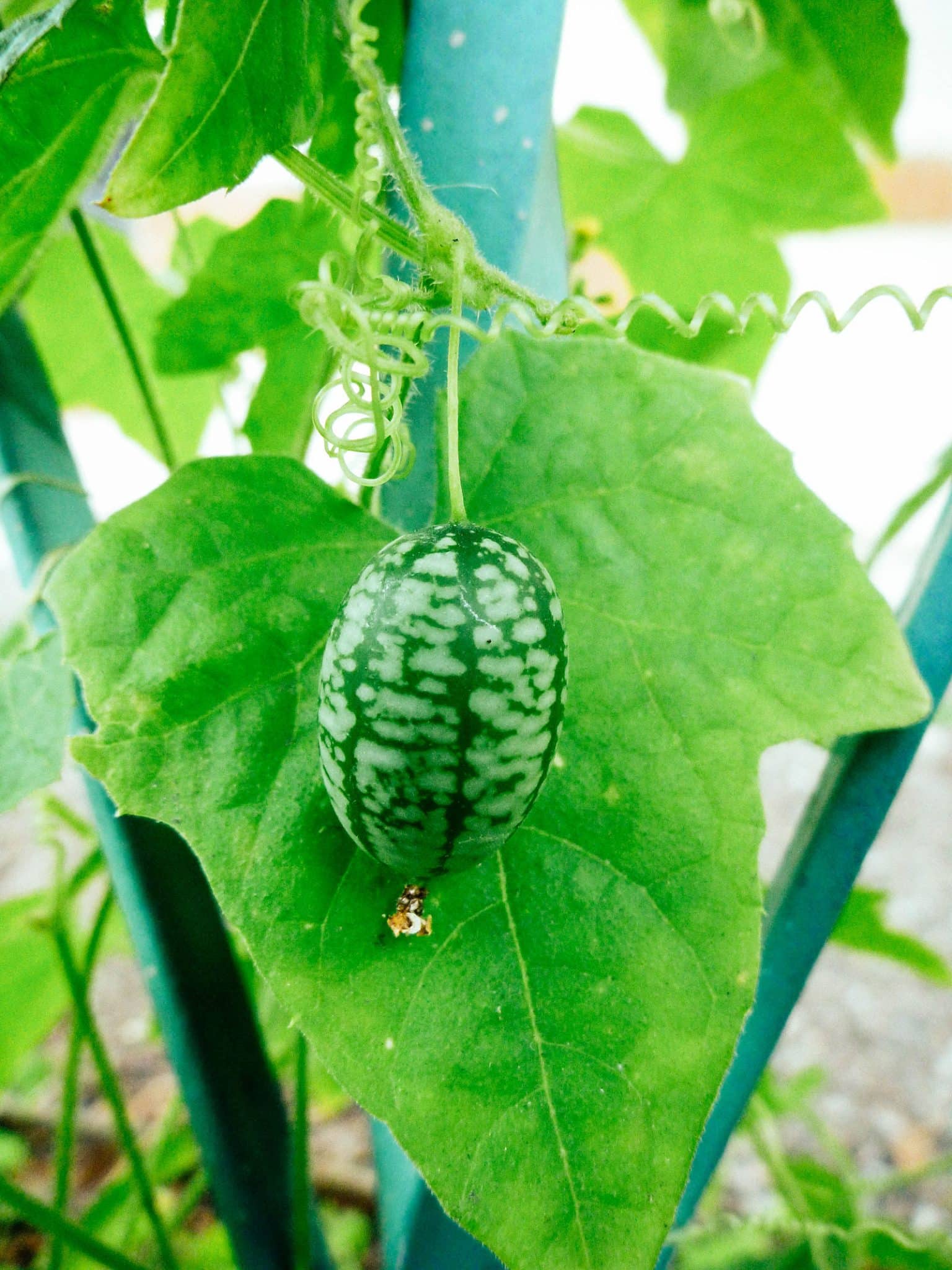 All About Cucamelons How to Grow and What To Do With Them (Mexican