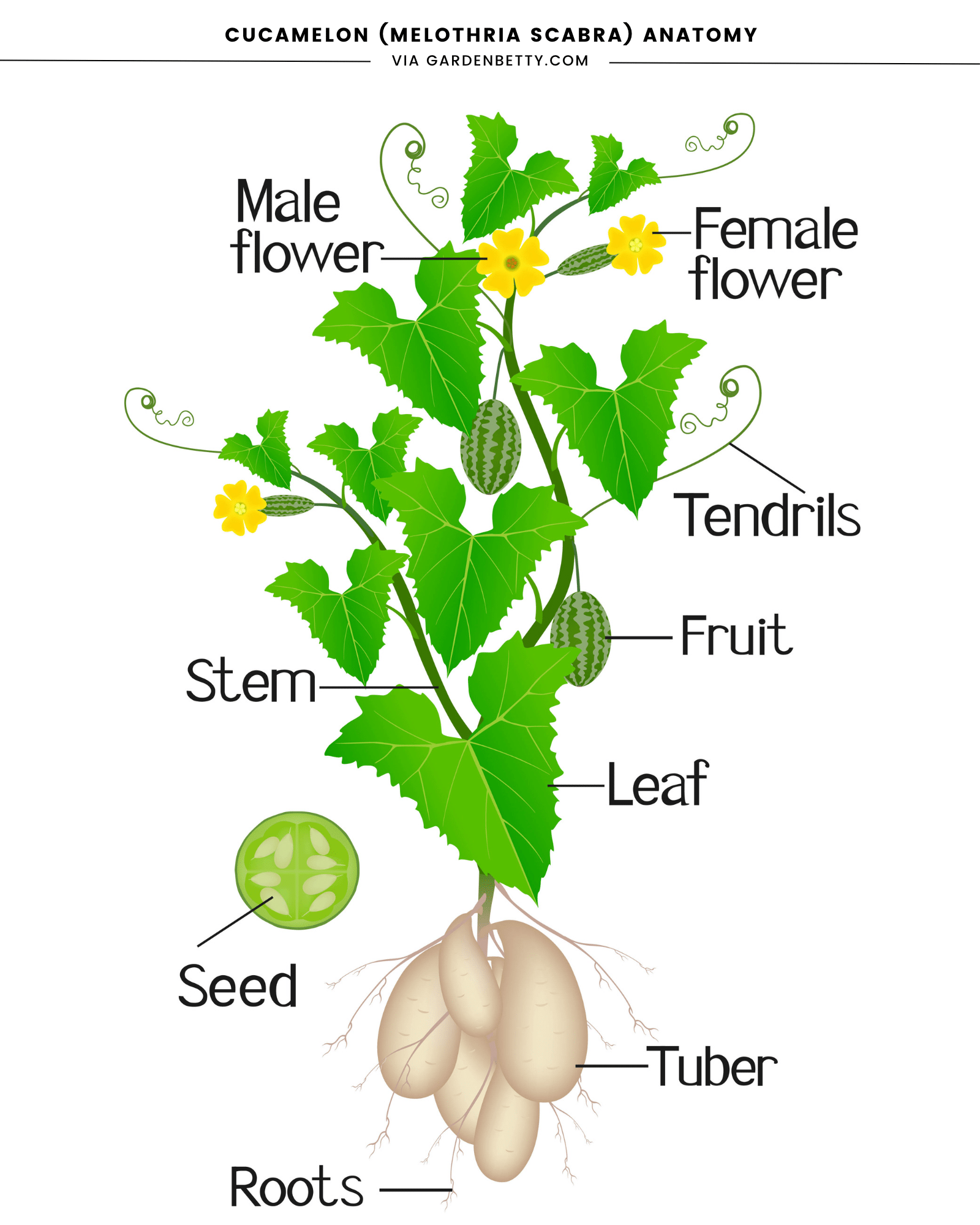 Illustration depicting the anatomy of a cucamelon (Melothria scabra) plant, from roots and tubers to flowers and fruits