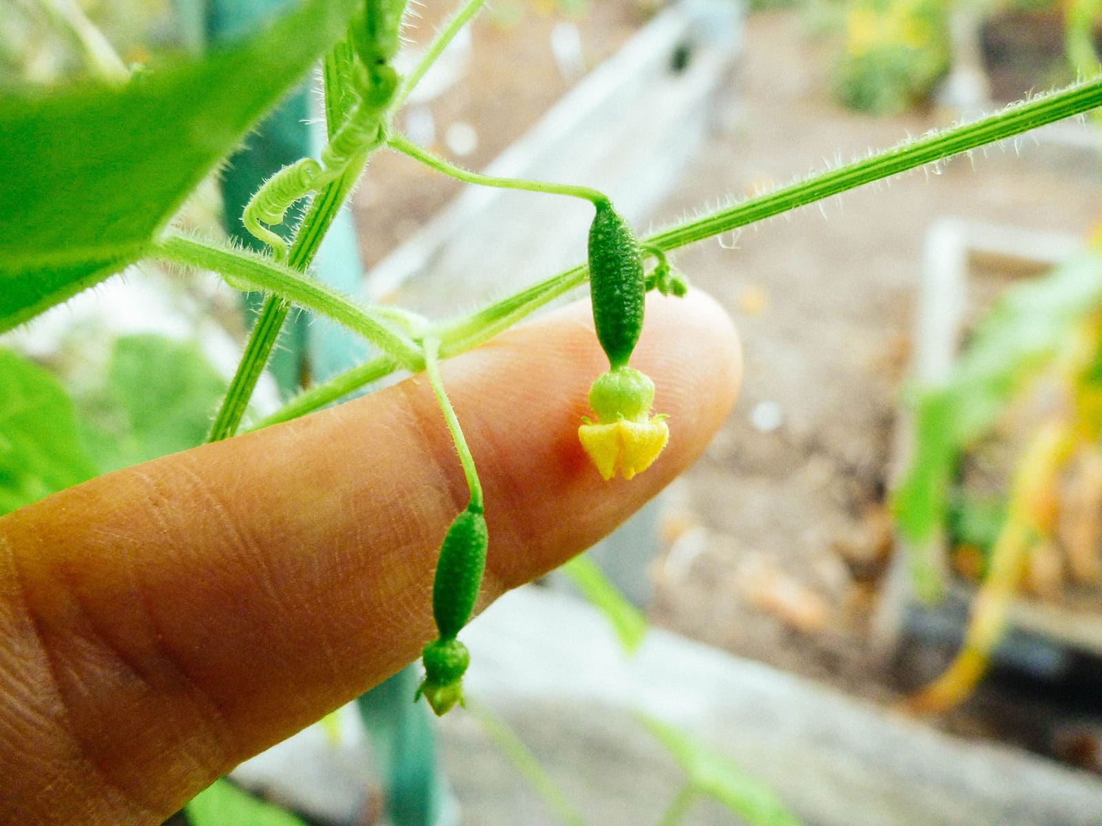 Finger placed behind tiny cucamelon fruits just beginning to form from yellow flowers